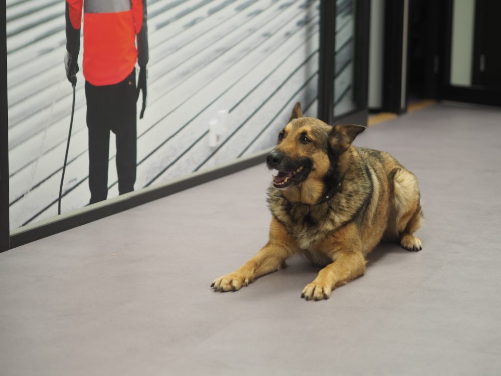 homekoira mögelhund Nalle